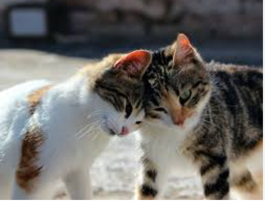 10 Foto Kucing Lucu, Imut, Cantik, dan Menggemaskan! 10 Foto Kucing Lucu, Imut, Cantik, dan Menggemaskan!