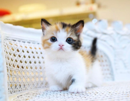Gambar Kucing Kecil Yang Super Imut & Menggemaskan Gambar Kucing Kecil Yang Super Imut & Menggemaskan