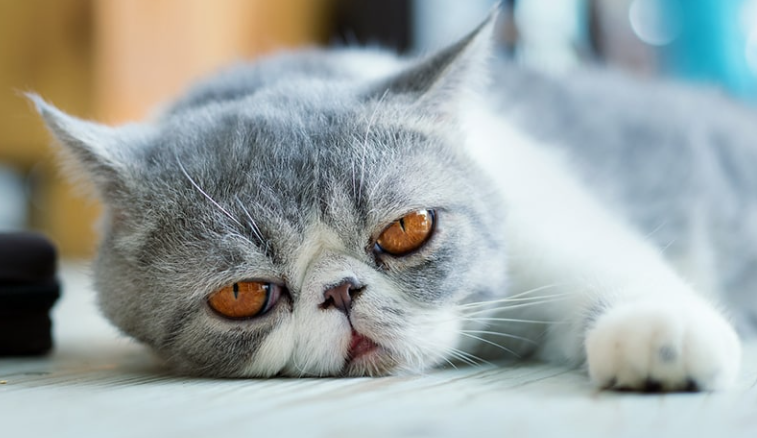 Harga Kucing Exotic Shorthair, Terbaru & Lengkap (ASPCAPetInsurance)
