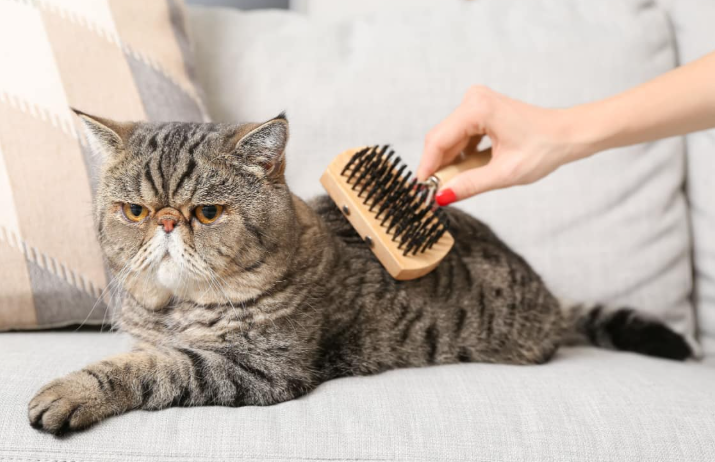 Harga Kucing Exotic Shorthair dan Perawatannya