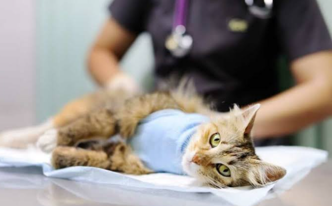 Harga Steril Kucing Betina Kampung, Murah Atau Mahal?