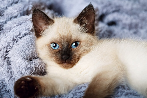 Jenis Kucing Himalaya: Ciri, Harga, Dan Karakternya! Jenis Kucing Himalaya: Ciri, Harga, Dan Karakternya!