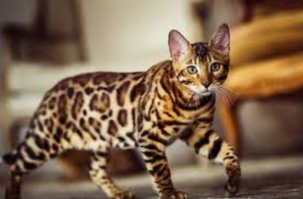 Jenis Kucing India, Langka & Jarang Diketahui Jenis Kucing India, Langka & Jarang Diketahui