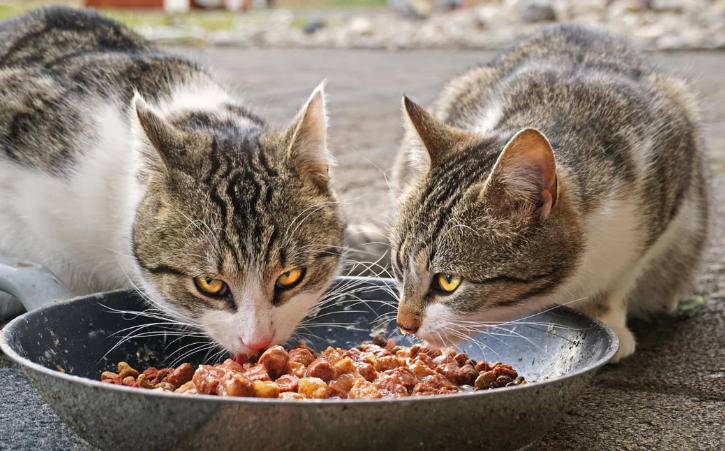 Jenis Kucing Muka Jelek Tapi Menggemaskan! Jenis Kucing Muka Jelek Tapi Menggemaskan!