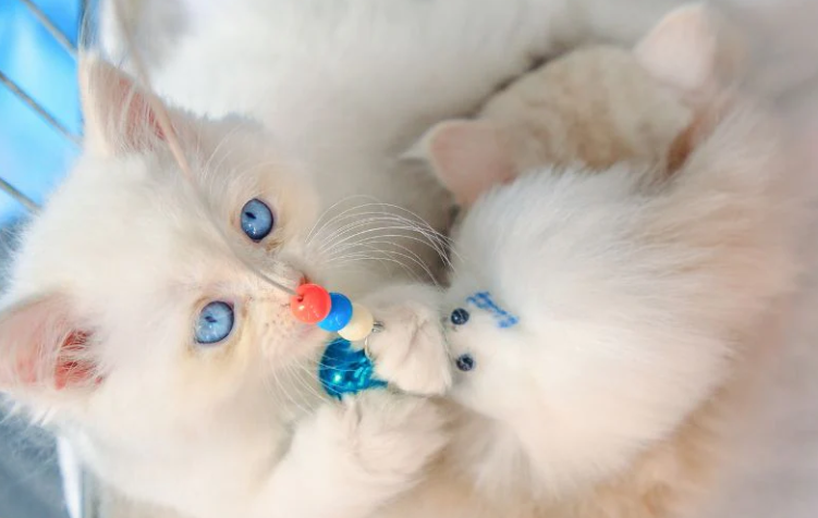 Kucing Angora Imut (Holistapet)