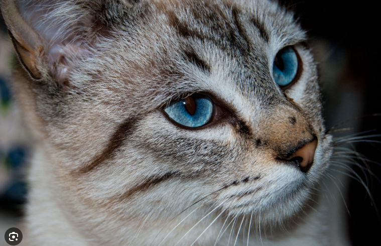 Kucing Kampung Putih Mata Biru (TheSprulePets)