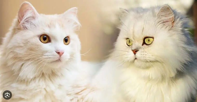 7 Makanan Kucing Persia Terbaik Agar Sehat dan Berbulu Lebat! 7 Makanan Kucing Persia Terbaik Agar Sehat dan Berbulu Lebat!