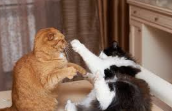 Mengapa Kucing Bertengkar? Penyebab & Solusi! Mengapa Kucing Bertengkar? Penyebab & Solusi!