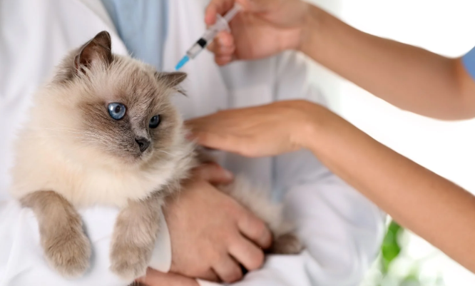 Mengapa Kucing Sering Bersin (HMNSPerfume)
