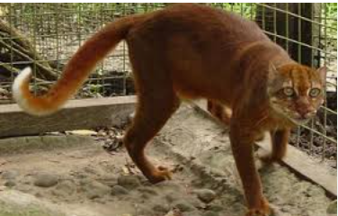 Mengenal Kucing Merah Kalimantan, Si Langka Dari Indonesia! Mengenal Kucing Merah Kalimantan, Si Langka Dari Indonesia!