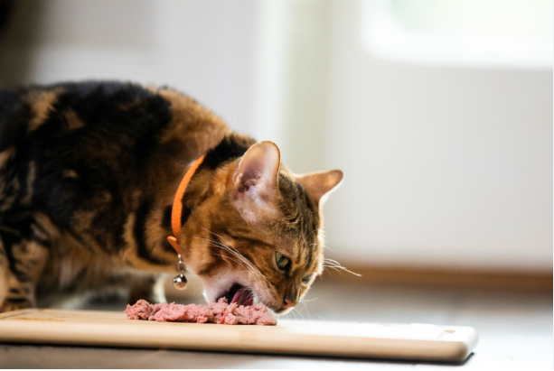 Merk Makanan Kucing Terbaik, Wajib Coba! Merk Makanan Kucing Terbaik, Wajib Coba!