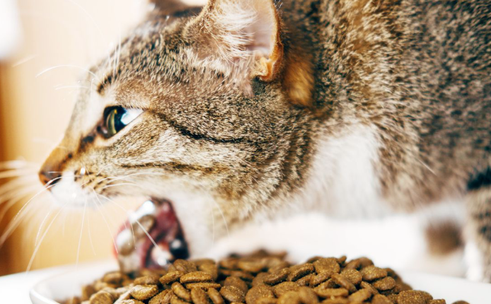 Obat Cacing Kucing Tradisional Yang Aman dan Ampuh! Obat Cacing Kucing Tradisional Yang Aman dan Ampuh!