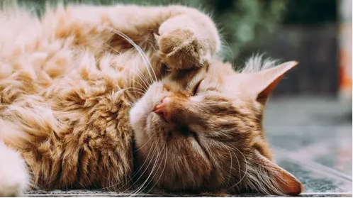 7 Penyebab Kucing Tidak Mau Makan dan Tidur Terus! 7 Penyebab Kucing Tidak Mau Makan dan Tidur Terus!
