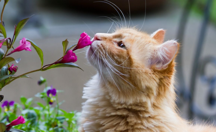 Bau yang Tidak Disukai Kucing, Hindari Jika Punya Kucing! Bau yang Tidak Disukai Kucing, Hindari Jika Punya Kucing!