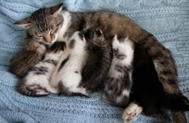 Cara Kucing Melahirkan, Proses & Hal Yang Harus Disiapkan Cara Kucing Melahirkan, Proses & Hal Yang Harus Disiapkan