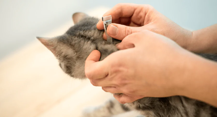 Cara Merawat Kucing Cacingan Agar Segera Sembuh! Cara Merawat Kucing Cacingan Agar Segera Sembuh!