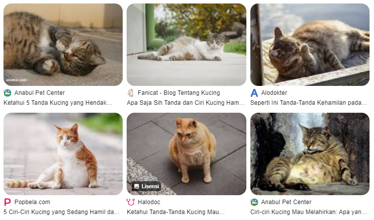 Ciri-Ciri Kucing Akan Melahirkan, Jangan Sampai Terlewat! Ciri-Ciri Kucing Akan Melahirkan, Jangan Sampai Terlewat!