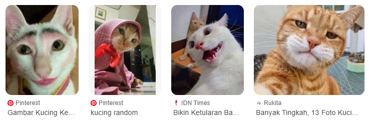 Gambar Kucing Ngakak yang Bikin Mood Auto Naik! Gambar Kucing Ngakak yang Bikin Mood Auto Naik!