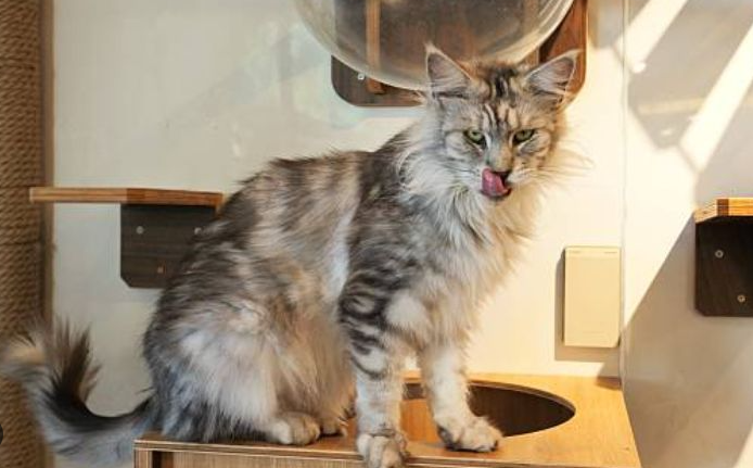 Harga Kucing Maine Coon Asli, Update Terbaru! Harga Kucing Maine Coon Asli, Update Terbaru!