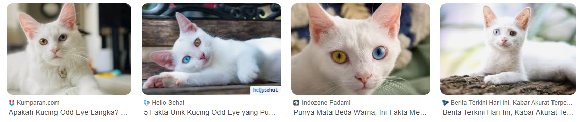 Harga Kucing Odd Eye Kampung, Jarang Diketahui! Harga Kucing Odd Eye Kampung, Jarang Diketahui!