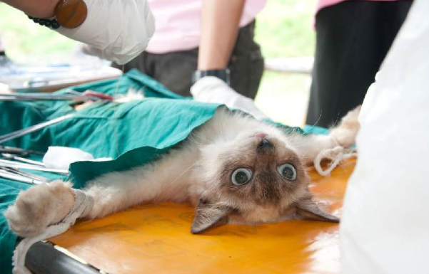 Harga Steril Kucing Jantan dan Betina, Plus Keuntungannya! Harga Steril Kucing Jantan dan Betina, Plus Keuntungannya!