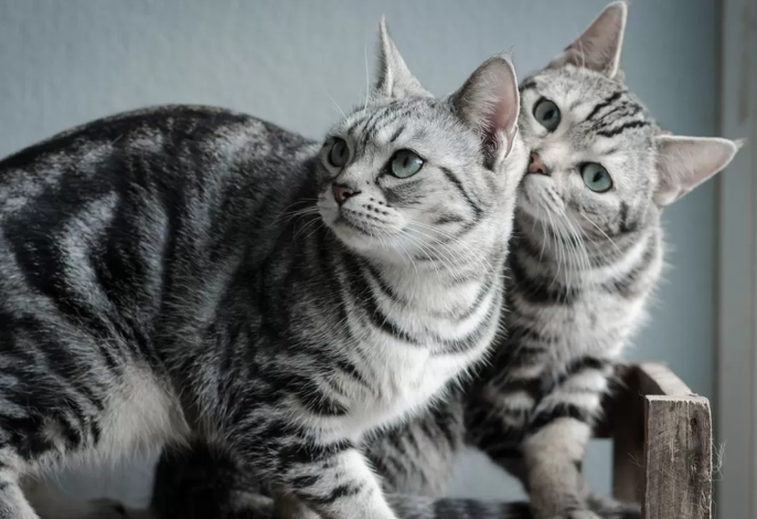 Jenis-Jenis Kucing dan Harganya, Mana Yang Cocok Untukmu? Jenis-Jenis Kucing dan Harganya, Mana Yang Cocok Untukmu?