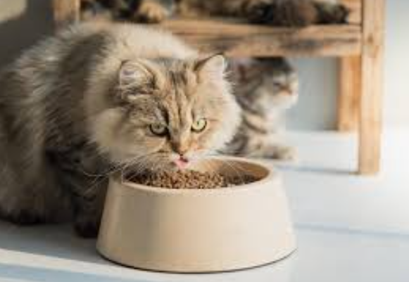 Makanan Kucing Kampung Agar Cepat Gemuk & Sehat Makanan Kucing Kampung Agar Cepat Gemuk & Sehat