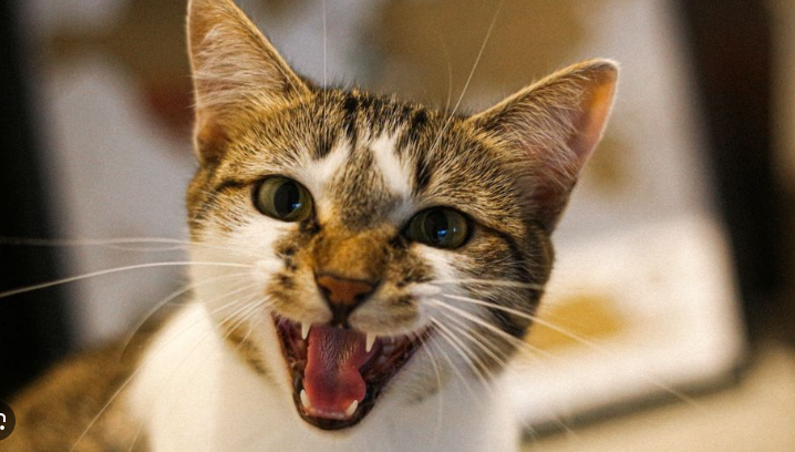 Mengapa Kucing Mengeong Terus? Ini 6 Penyebabnya! Mengapa Kucing Mengeong Terus? Ini 6 Penyebabnya!