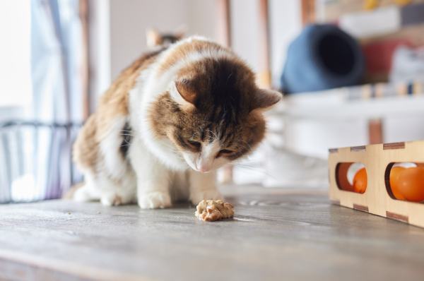 Kucing Muntah Makanannya? Ini Penyebab dan Solusinya! Kucing Muntah Makanannya? Ini Penyebab dan Solusinya!