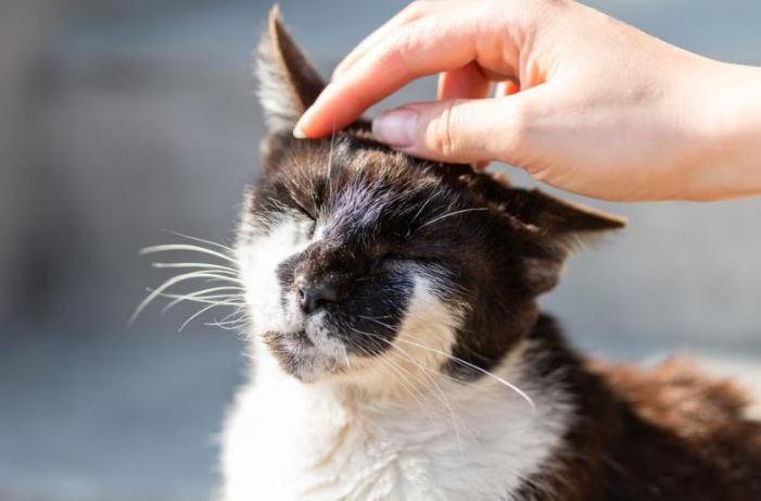 Perbedaan Scabies dan Jamur Pada Kucing, Jangan Salah! Perbedaan Scabies dan Jamur Pada Kucing, Jangan Salah!