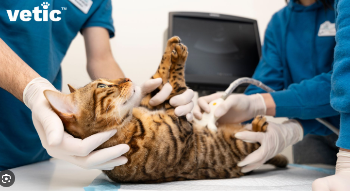 Sterilisasi Kucing: Manfaat, Biaya, dan Cara Perawatannya! Sterilisasi Kucing: Manfaat, Biaya, dan Cara Perawatannya!