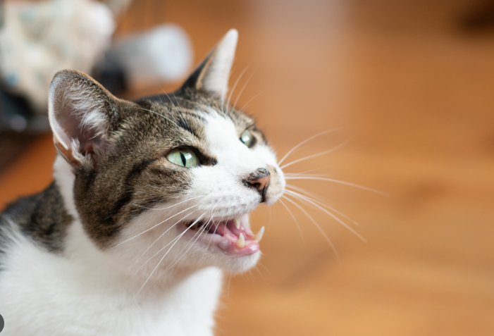 Suara Kucing Jantan Birahi, Kenapa Bisa Berisik? Suara Kucing Jantan Birahi, Kenapa Bisa Berisik?