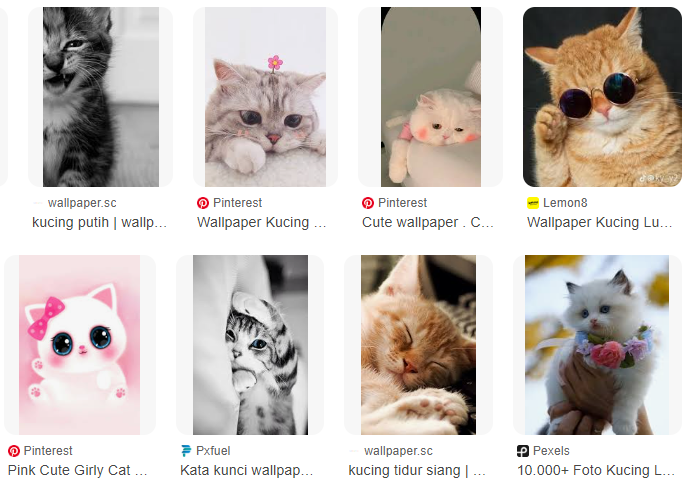Wallpaper Kucing Lucu Untuk IPhone, Download Gratis! Wallpaper Kucing Lucu Untuk IPhone, Download Gratis!