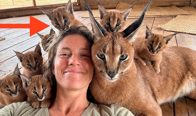 Berapa Harga Kucing Caracal? Kucing Liar Yang Menawan Berapa Harga Kucing Caracal? Kucing Liar Yang Menawan