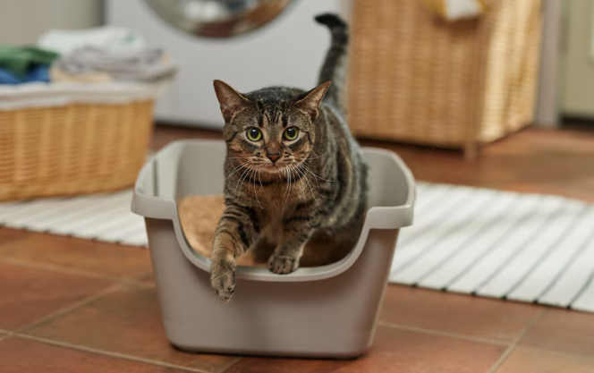 Cara Mengobati Kucing Mencret Agar Cepat Sembuh! Cara Mengobati Kucing Mencret Agar Cepat Sembuh!