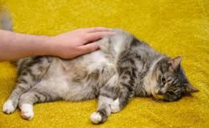 Perut Kucing Membesar? Ini 5 Penyebab Dan Solusinya! Perut Kucing Membesar? Ini 5 Penyebab Dan Solusinya!