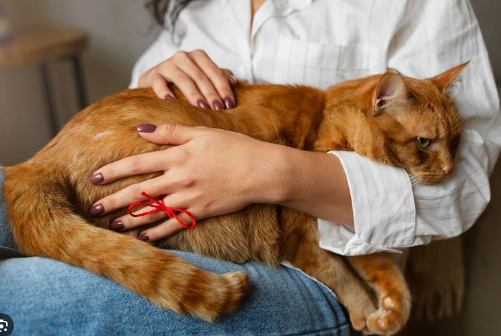 10 Ciri-Ciri Kucing Mau Melahirkan Yang Harus Kamu Tahu! 10 Ciri-Ciri Kucing Mau Melahirkan Yang Harus Kamu Tahu!