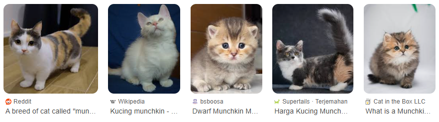 Harga Kucing Munchkin, Si Kucing Kaki Pendek Yang Menggemaskan! Harga Kucing Munchkin, Si Kucing Kaki Pendek Yang Menggemaskan!