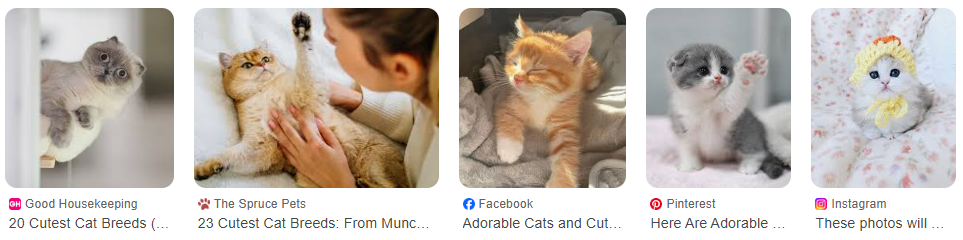 Kucing Imut dan Menggemaskan Yang Wajib Kamu Lihat! Kucing Imut dan Menggemaskan Yang Wajib Kamu Lihat!