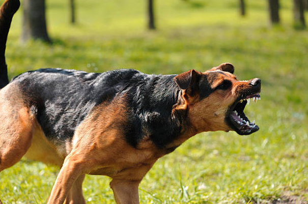 Mengapa Anjing Galak? Ini Penyebab & Cara Menanganinya! Mengapa Anjing Galak? Ini Penyebab & Cara Menanganinya!