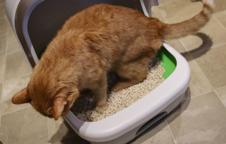 Penyebab Kucing Mencret dan Cara Mengatasinya! Penyebab Kucing Mencret dan Cara Mengatasinya!