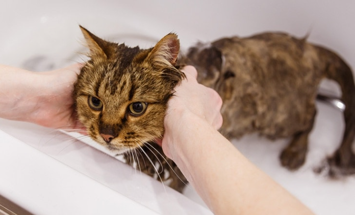 Shampo Kucing Terbaik Untuk Bulu Sehat & Bebas Kutu Shampo Kucing Terbaik Untuk Bulu Sehat & Bebas Kutu