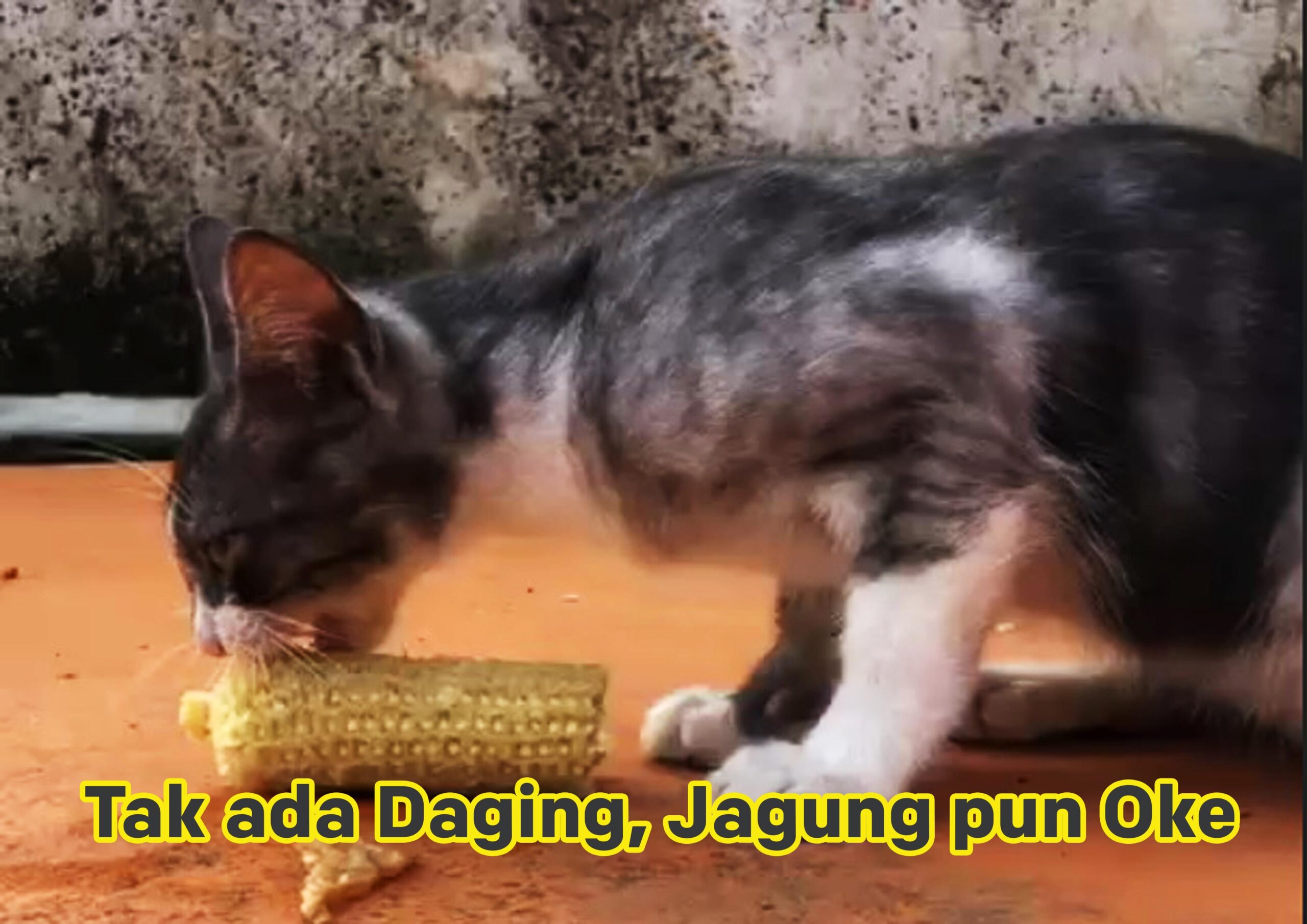 KUCING SANG PREDATOR YANG DOYAN JAGUNG REBUS