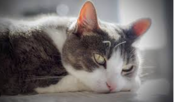 Apakah Kucing Bisa Merasa Sedih Saat Pemiliknya Meninggal? Apakah Kucing Bisa Merasa Sedih Saat Pemiliknya Meninggal?