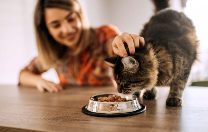 Apa makanan terbaik yang harus diberikan kepada kucing (Best forPet)