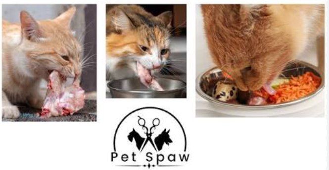Bolehkah memberi makan sisa manusia kepada kucing (Idagram)