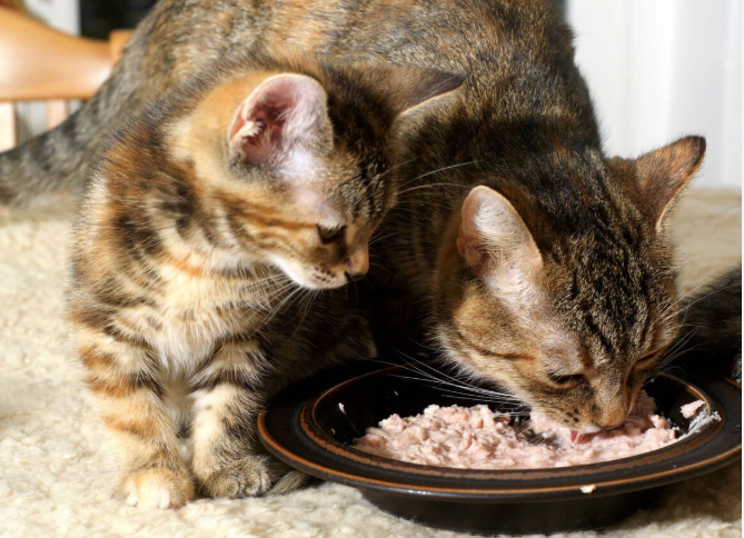 Seberapa sering harus memberi makan kucing (Goofy Talls)