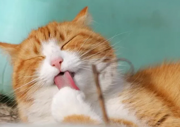 Rutinitas Perawatan Kucing yang Harus Anda Ketahui Rutinitas Perawatan Kucing yang Harus Anda Ketahui
